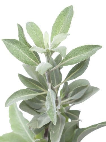 White Sage