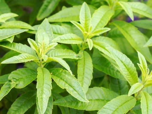 Lemon Verbena